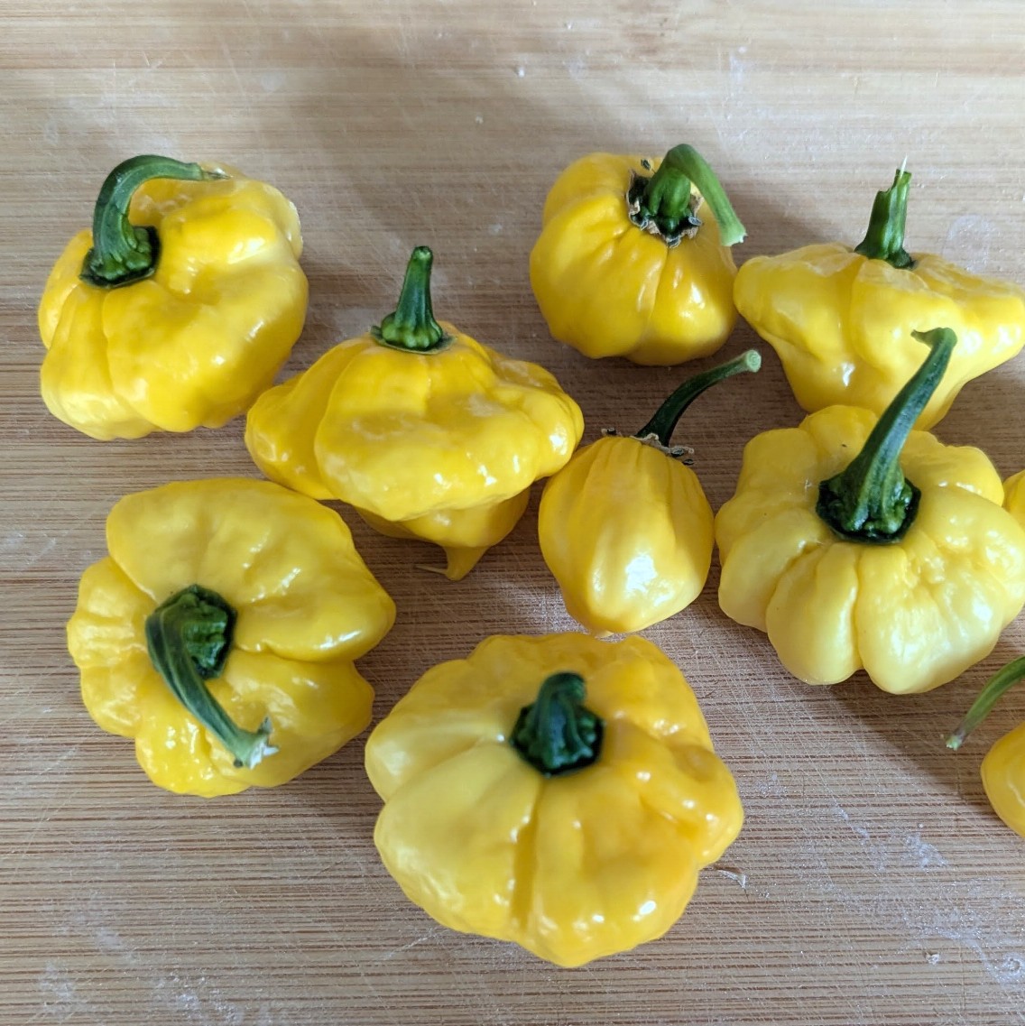 Khang Starr Lemon Starrburst Image