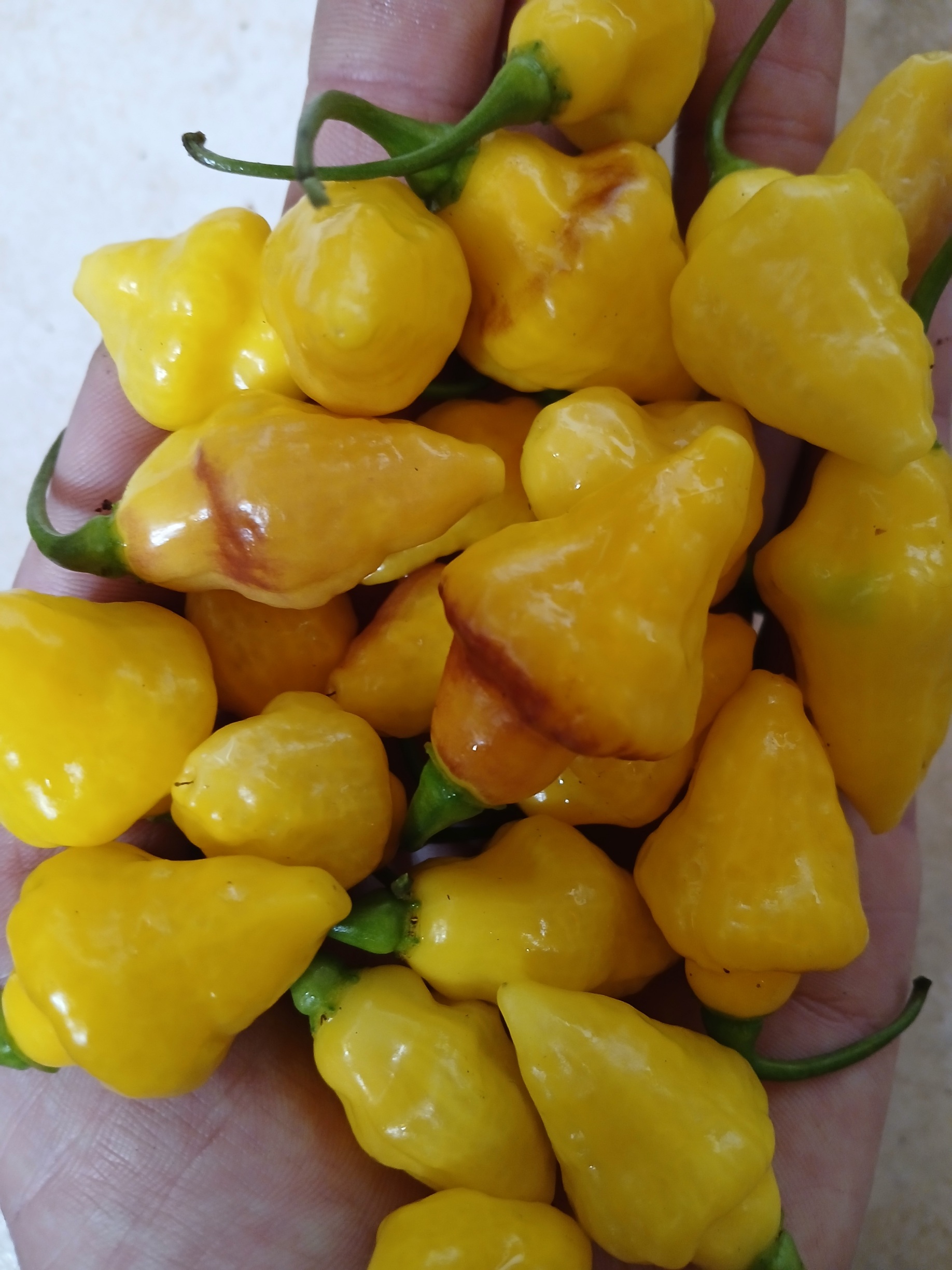 Puerto Rican Yellow Image